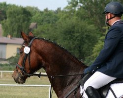 jumper Quaks (Oldenburg show jumper, 2011, from Quintender 2)