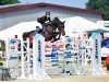 jumper Diacara 2 (Oldenburg show jumper, 2010, from Diarado)