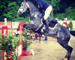 jumper Calexa (Oldenburg show jumper, 2009, from Califax)