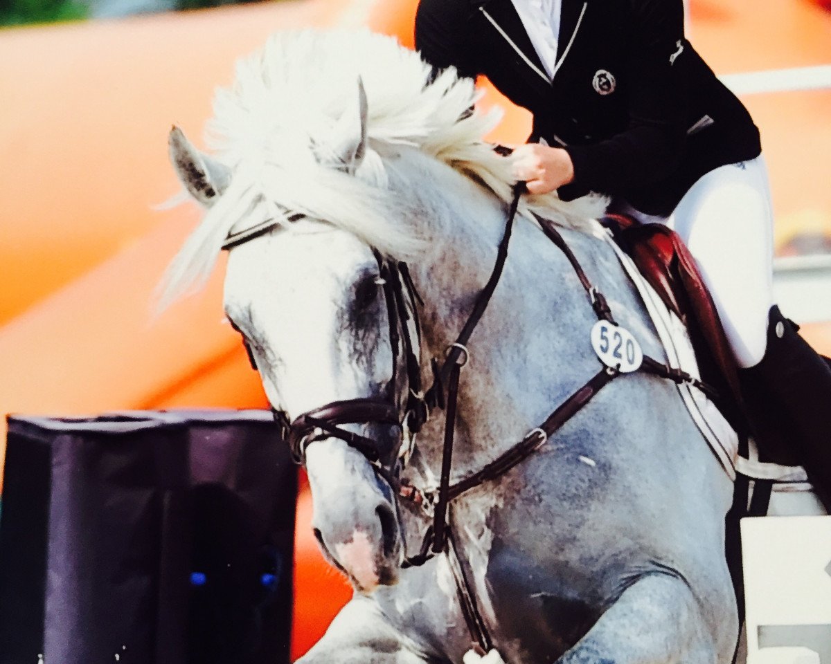 stallion Clintero Z (Zangersheide riding horse, 2009, from Clinton)