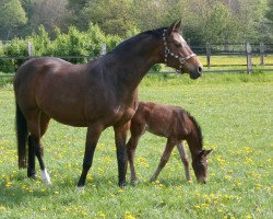 broodmare Emily (Westphalian, 1996, from Ehrentanz I)