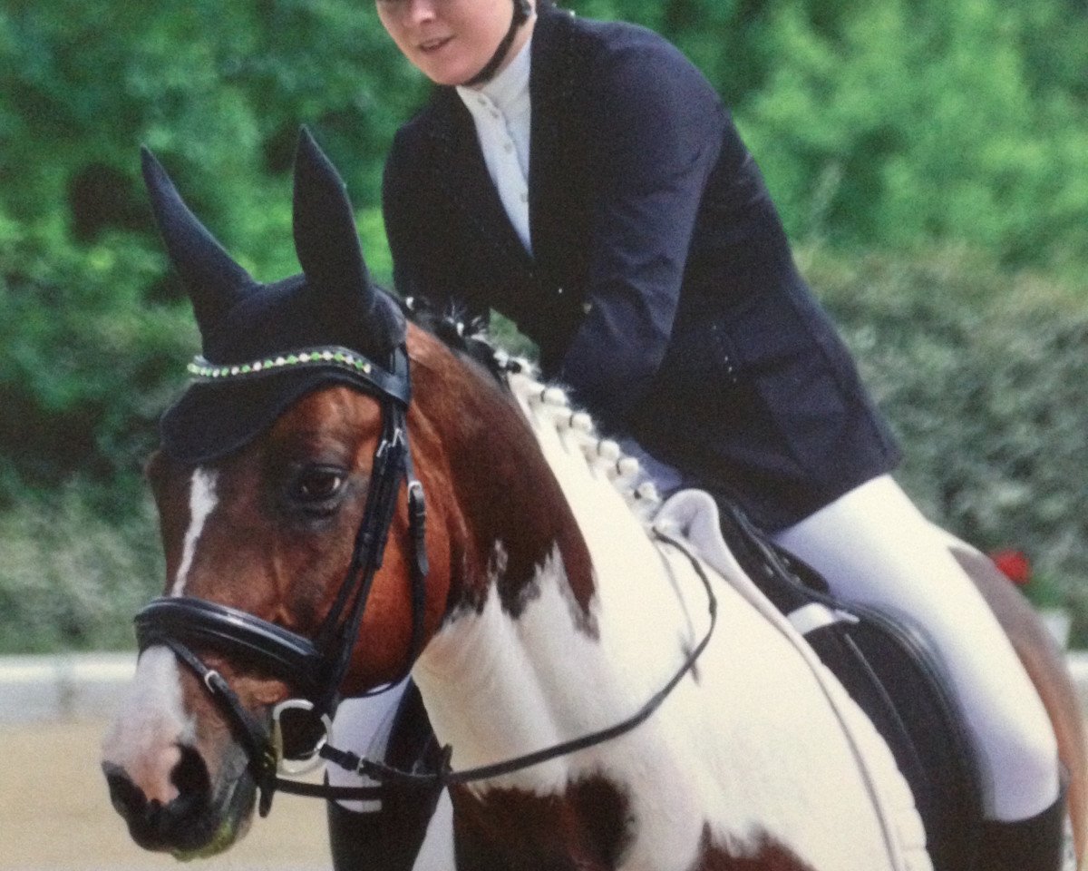 Dressurpferd Shinings Shadow (Deutsches Reitpferd, 2001, von Shinings Nr.One)