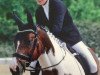 Dressurpferd Shinings Shadow (Deutsches Reitpferd, 2001, von Shinings Nr.One)