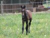 broodmare Cornet's Emma (Westphalian, 2016, from Cornet Obolensky)