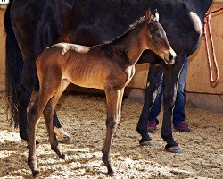 broodmare Momo (Hanoverian, 2016, from E.H. Millennium)