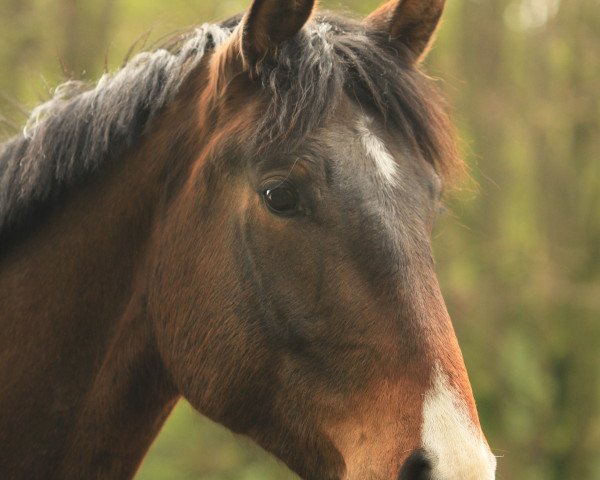 dressage horse Dimitriy (Oldenburg, 2008, from Dramatic)