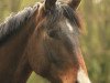 dressage horse Dimitriy (Oldenburg, 2008, from Dramatic)