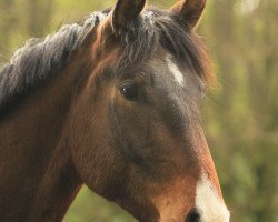 dressage horse Dimitriy (Oldenburg, 2008, from Dramatic)