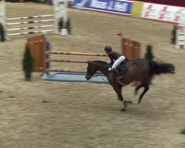Reitturnier Neustadt/Dosse - Lindenau-Halle 2020