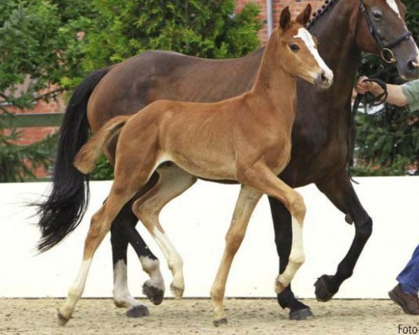 dressage horse Favriano (Hanoverian, 2012, from Fuechtels Floriscount OLD)