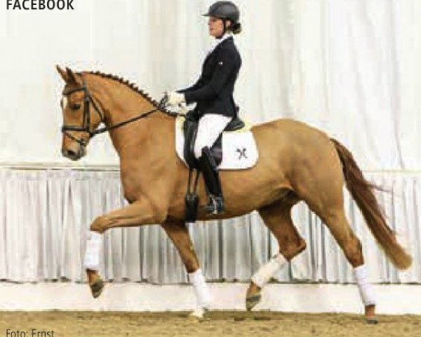 dressage horse Facebook (Hanoverian, 2012, from Fuechtels Floriscount OLD)