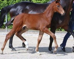 dressage horse Hengst von Rock Amour / Diagonal (Westphalian, 2015, from Rock Amour)