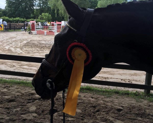 jumper Charles 80 (Hanoverian, 2010, from Clinton I)