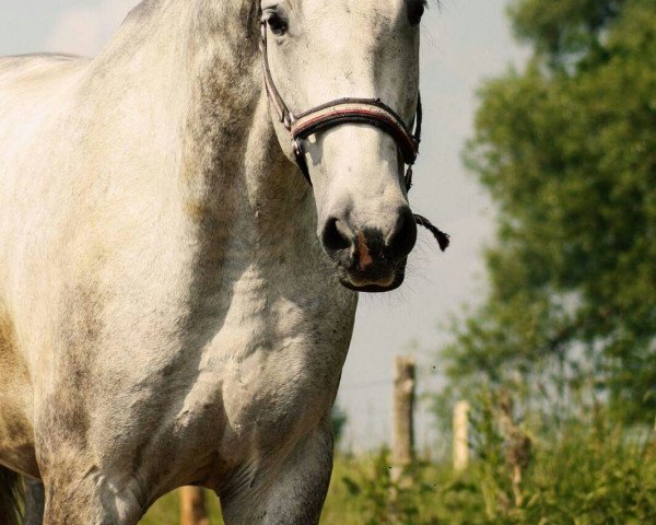 jumper Sarkozy's Gun (German Sport Horse, 2010, from Sarkozy 3)