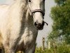 jumper Sarkozy's Gun (German Sport Horse, 2010, from Sarkozy 3)