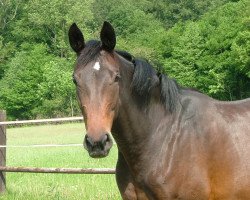 broodmare Maxima (Westphalian, 2013, from Métall)