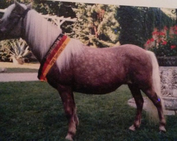 Zuchtstute Bella (American Classic Shetl. Pony, 1967, von Daytona's Time Piece)