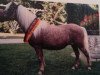 broodmare Bella (American Classic Shetler. Pony, 1967, from Daytona's Time Piece)