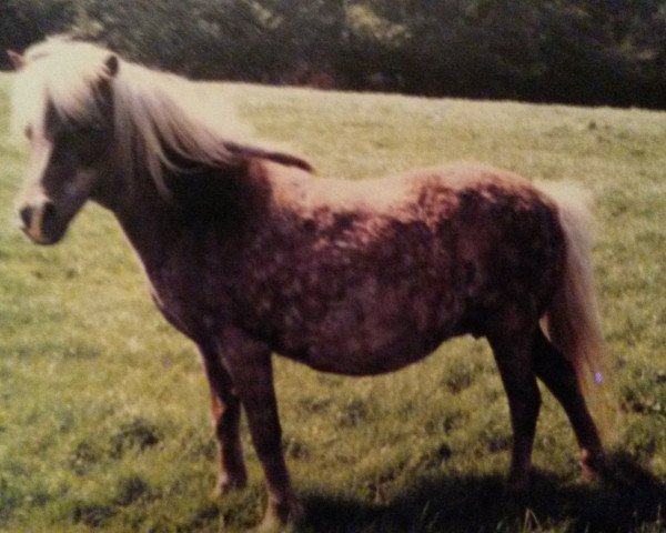 Zuchtstute Anja (American Classic Shetl. Pony, 1965, von Baraboo)