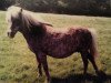 broodmare Anja (American Classic Shetler. Pony, 1965, from Baraboo)