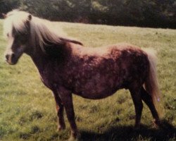 Zuchtstute Anja (American Classic Shetl. Pony, 1965, von Baraboo)