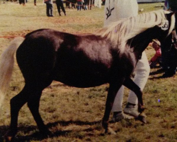 Zuchtstute Alegre (Dt.Part-bred Shetland Pony, 1985, von Julius Caesar)
