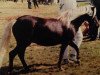 Zuchtstute Alegre (Dt.Part-bred Shetland Pony, 1985, von Julius Caesar)
