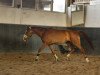 dressage horse Bodyguard of Secrets (Oldenburg, 2012, from Bretton Woods)