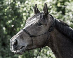 Springpferd Dakar 152 (Polnisches Warmblut, 2009, von Rytm)