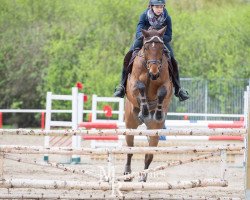 jumper Ascandio (Westphalian, 2002, from Aquilino's Son)