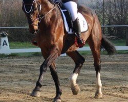 dressage horse Wilful (Hanoverian, 1999, from Wandervogel I)