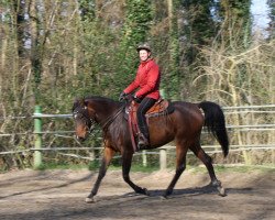 broodmare Amidala ox (Arabian thoroughbred, 2009, from Aswadu ox)