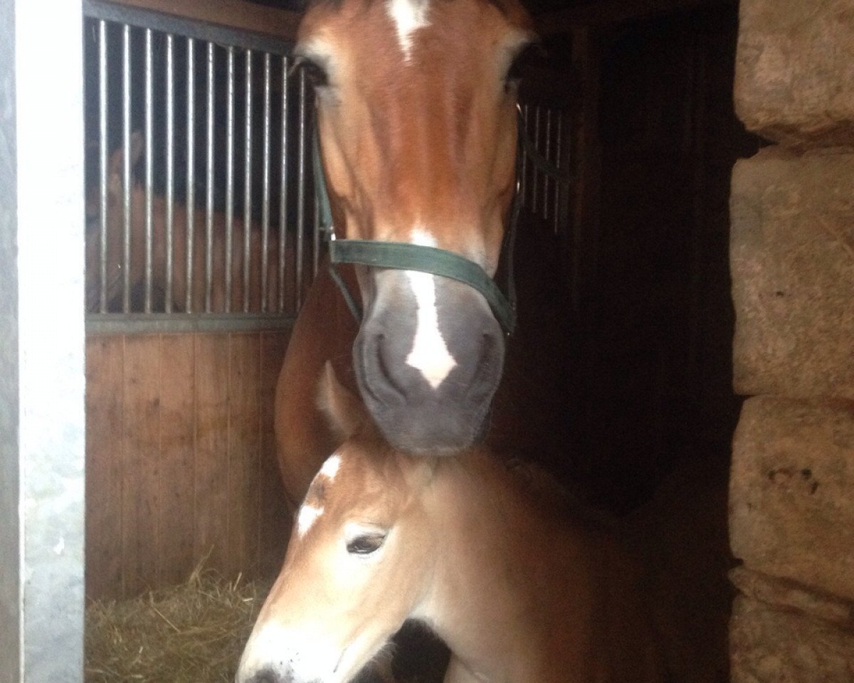 broodmare Elfi (Rhenish-German Cold-Blood, 2003, from Edzard)