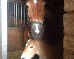 broodmare Elfi (Rhenish-German Cold-Blood, 2003, from Edzard)