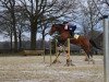 Springpferd Bigstar (KWPN (Niederländisches Warmblut), 2006, von Albfuehren's Memphis)