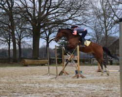 Springpferd Bigstar (KWPN (Niederländisches Warmblut), 2006, von Albfuehren's Memphis)