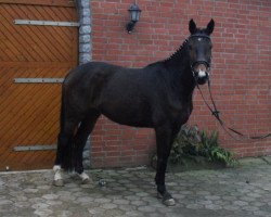 Springpferd Bacarole 4 (Holsteiner, 2009, von Contender)