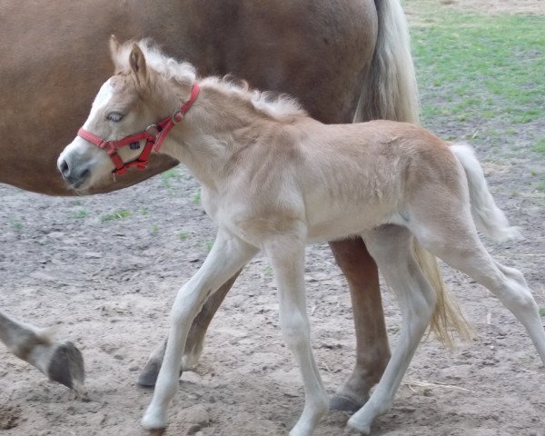 horse Dalina (Haflinger, 2016, from Maisturm)