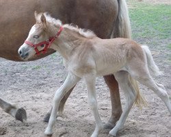 Pferd Dalina (Haflinger, 2016, von Maisturm)