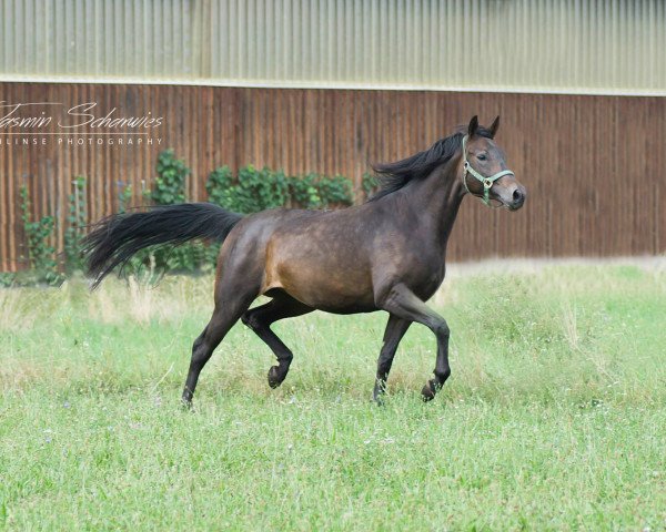 dressage horse Life is life 26 (Württemberger, 2011, from Little Charly)