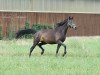 dressage horse Life is life 26 (Württemberger, 2011, from Little Charly)