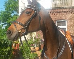 broodmare Renny Sweet Sugar Babe (Westphalian, 2004, from Rockwell)