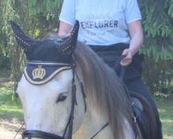 dressage horse Kardus (Deutsches Sportpferd, 2003, from Korlandus)