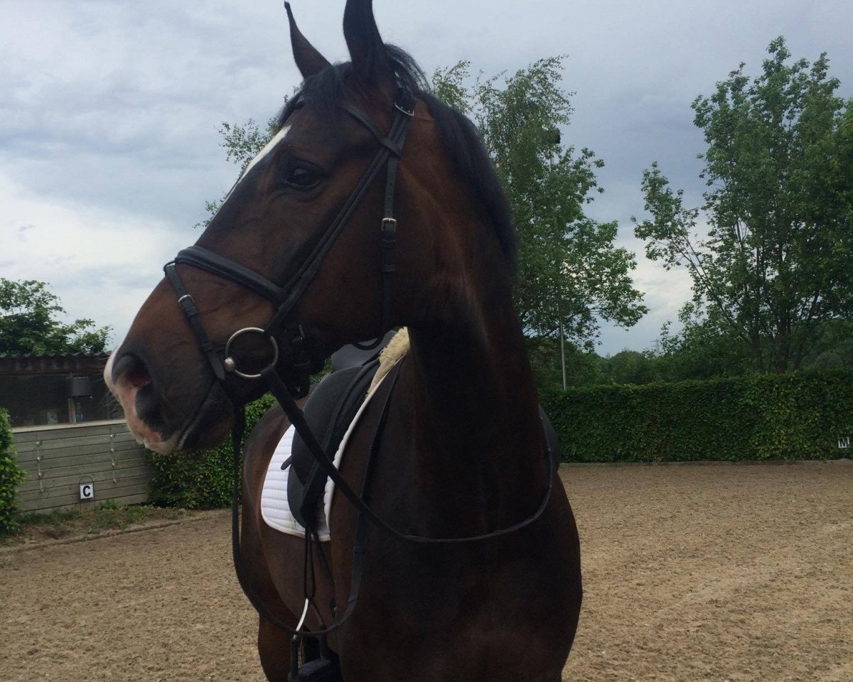 dressage horse Siddhartha Santorini (Hanoverian, 2009, from Sir Donnerhall I)