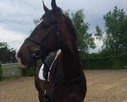 dressage horse Siddhartha Santorini (Hanoverian, 2009, from Sir Donnerhall I)