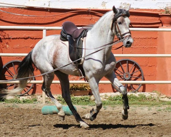 Pferd MONGOL (Pura Raza Espanola (PRE), 2010)