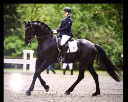 dressage horse Scarlett (Little German Riding Horse, 2006, from Sintender)