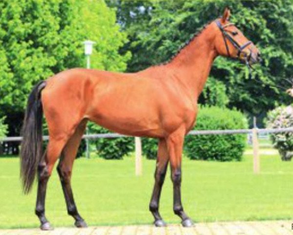 dressage horse Felizitas (Hanoverian, 2011, from Fuechtels Floriscount OLD)