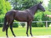 dressage horse Fabiana (Hanoverian, 2011, from Fuechtels Floriscount OLD)