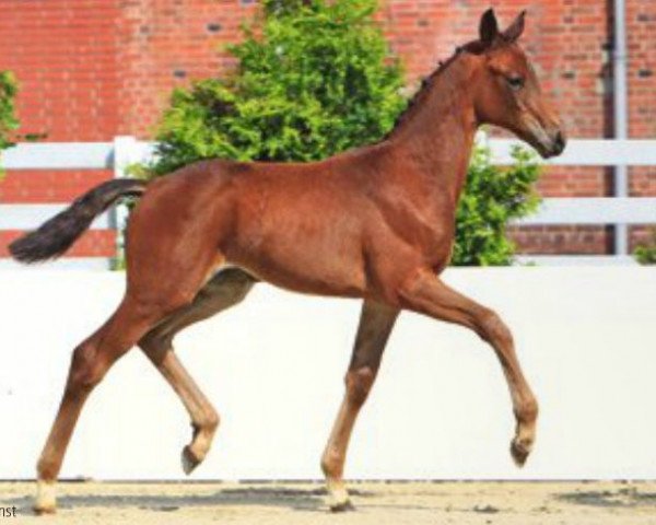 dressage horse For Me (Hanoverian, 2013, from Fuechtels Floriscount OLD)